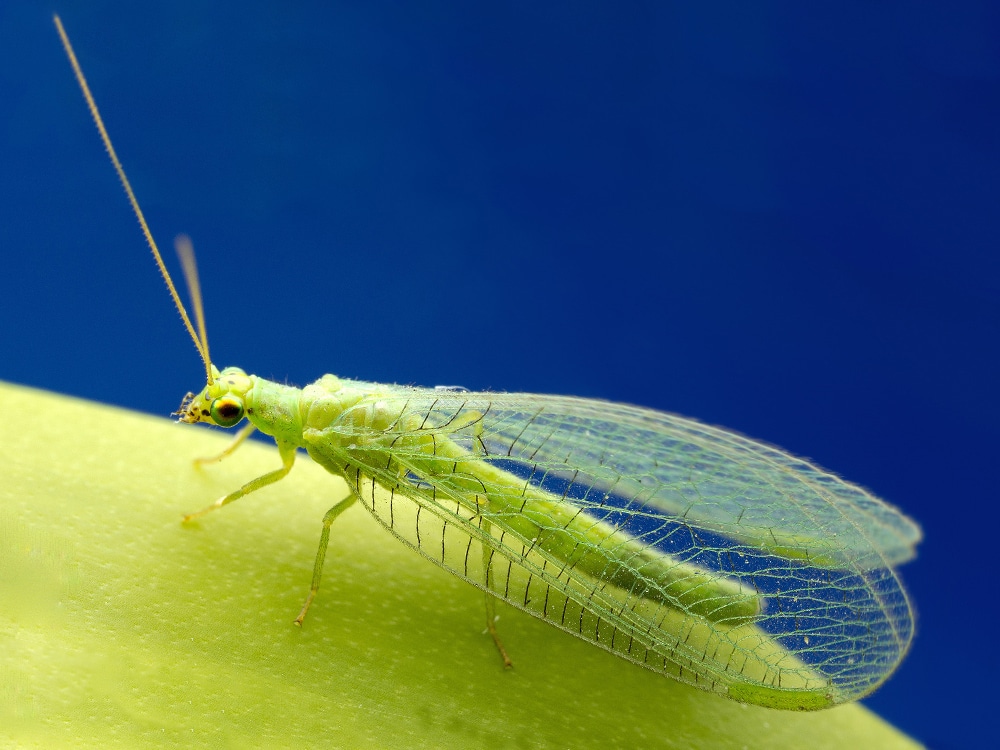 a insect on the ground