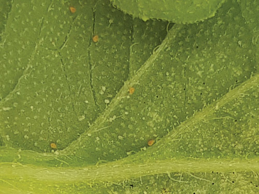 a close up of a green field