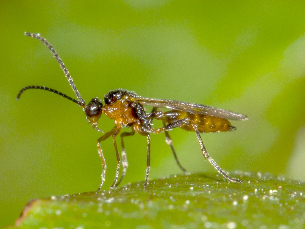 Aphidius Ervi