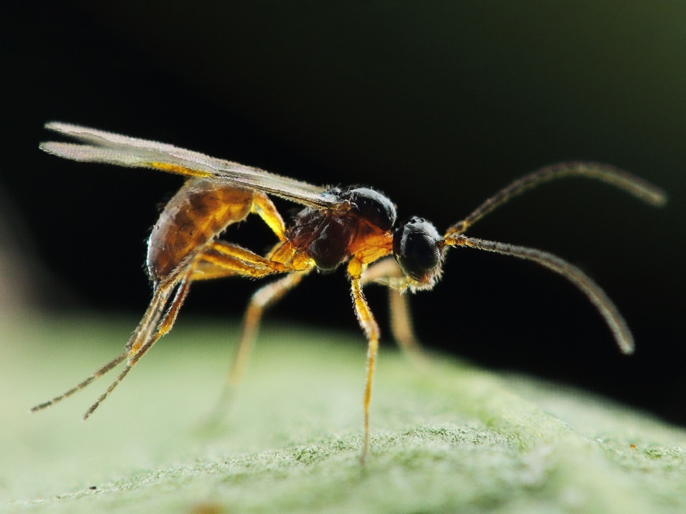 a insect on the ground