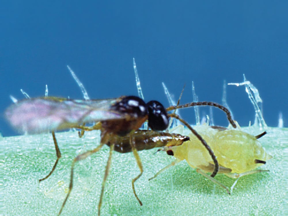 a insect on a branch