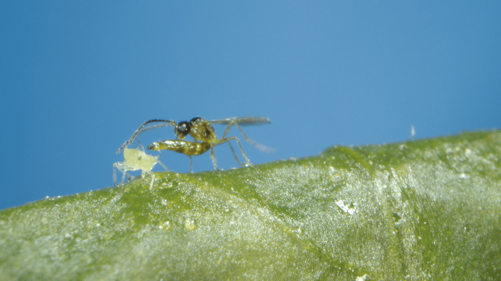 Aphidius Matricariae