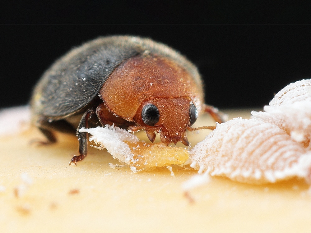 a close up of an insect