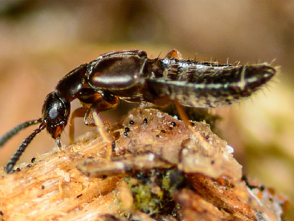 Dalotia Coriaria