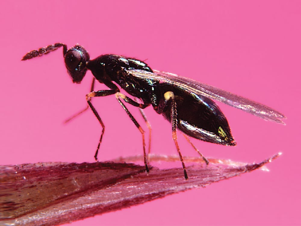 Diglyphus Isaea