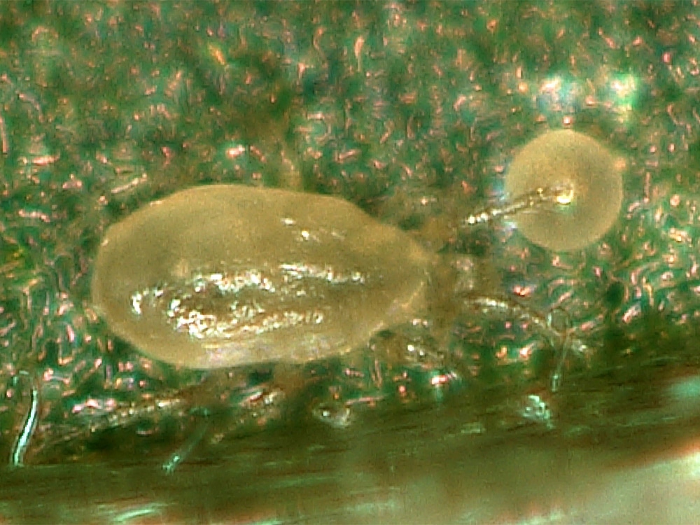 Neoseiulus Californicus