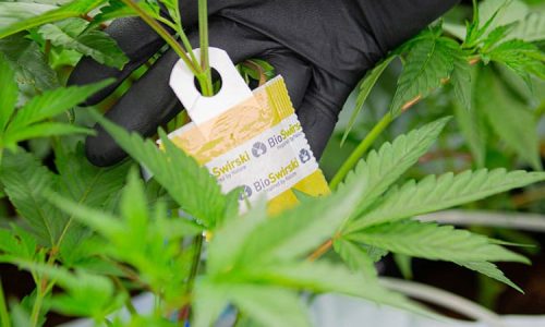 A Person Holding A Plant In A Garden