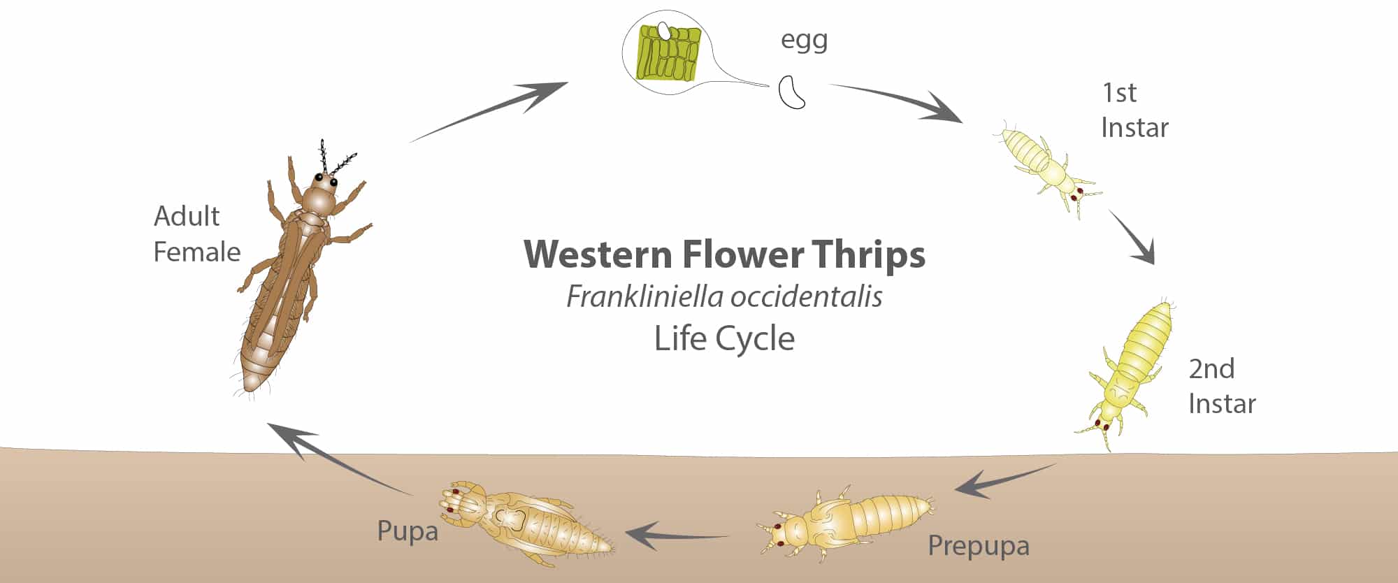 Thrips-life-cycle