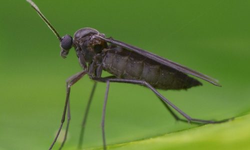 A Insect On The Grass