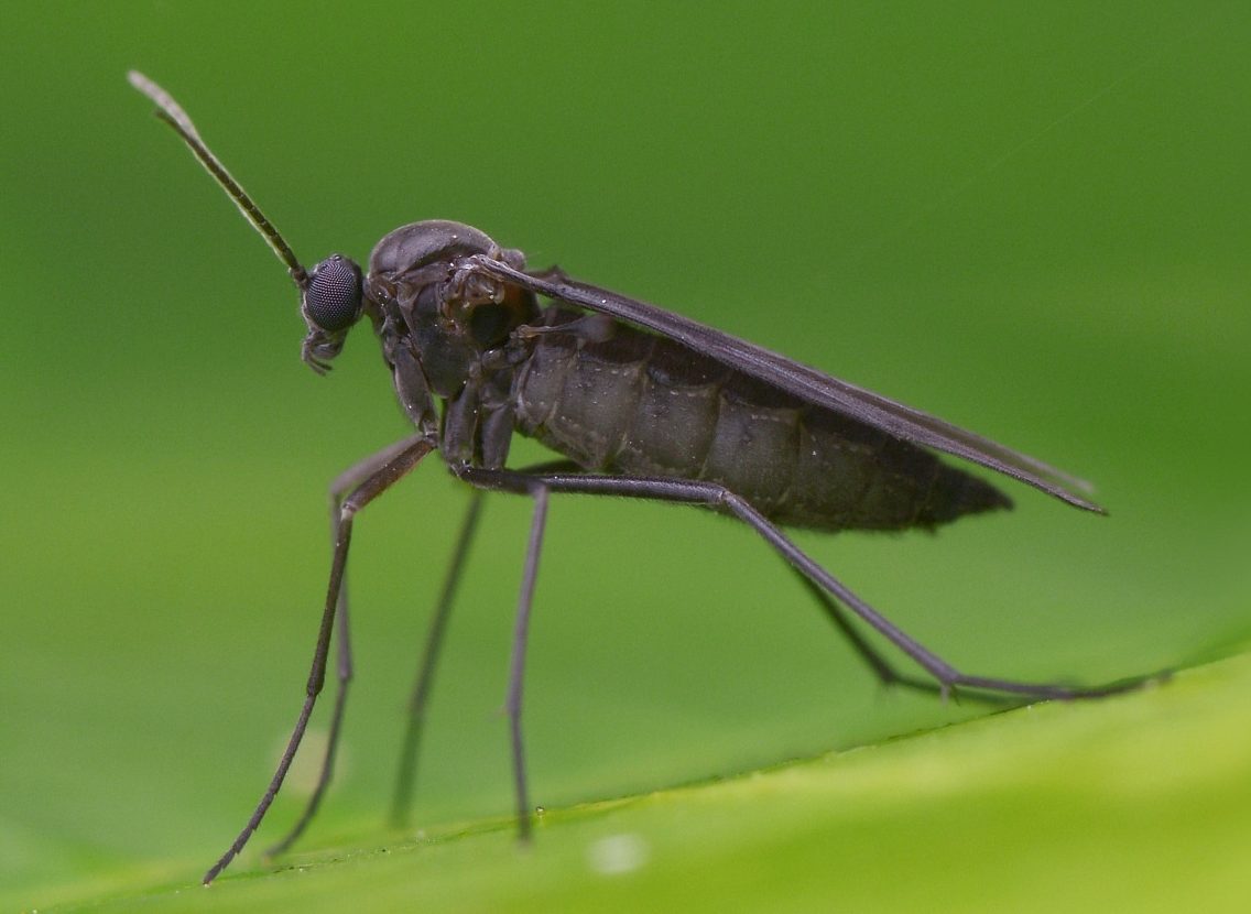 a insect on the grass