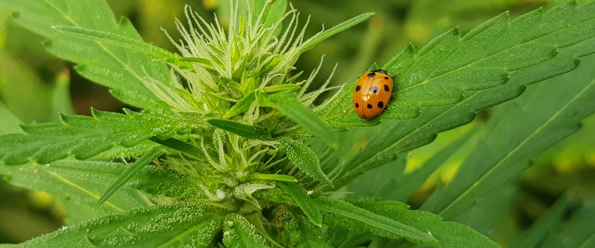 a close up of a green plant